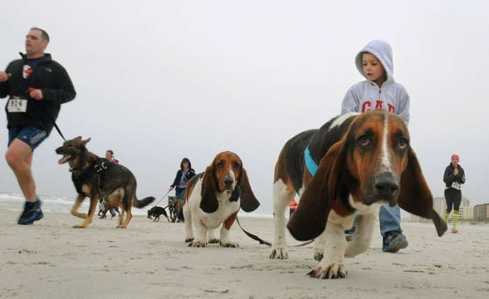 First Iron Doggy™ Selected Event of 2016: Chariots of Fur