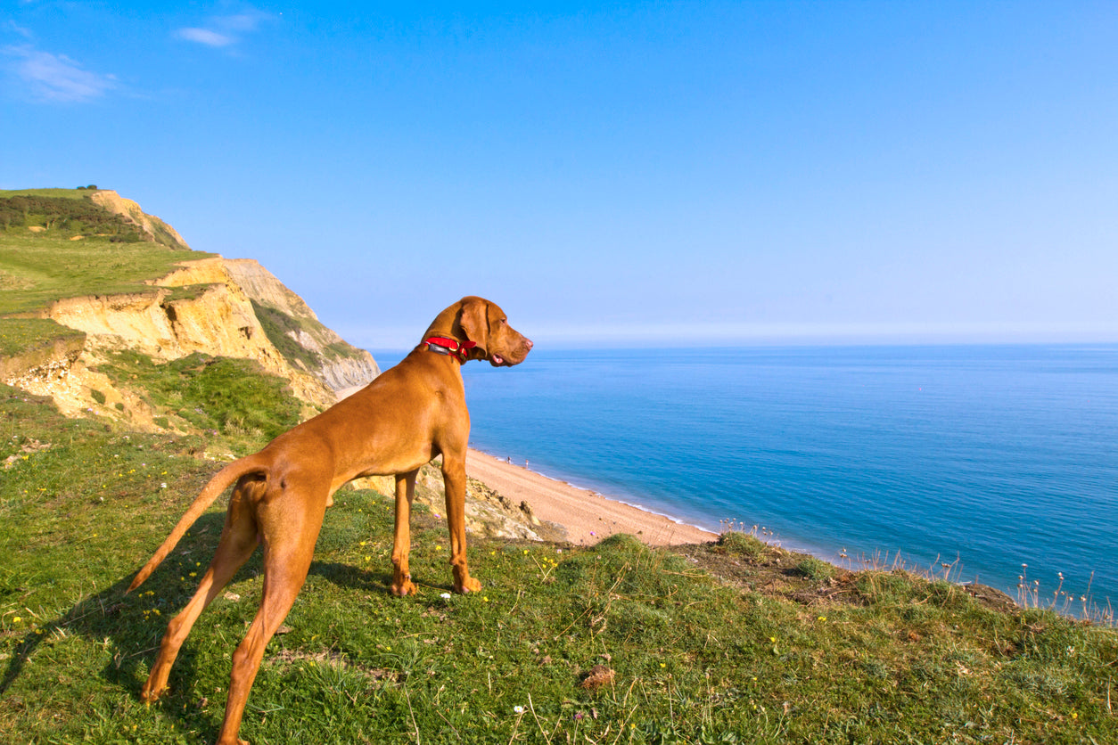 Hungarian-Vizsla-dog-standing-at-the-edge-of-the-cliff-looking-out-to-the-sea