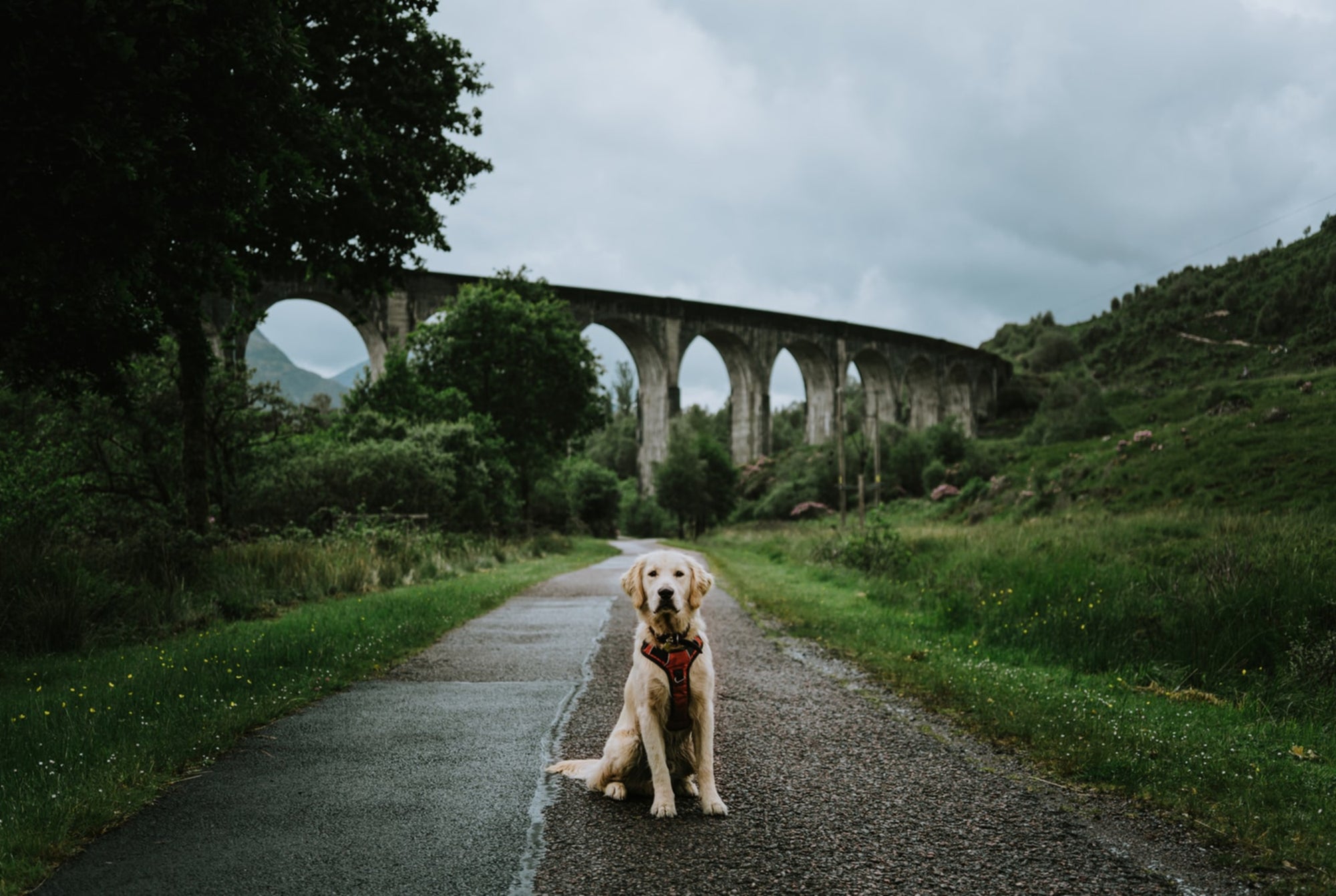 Is Running with Your Dog Ruining Your Form?