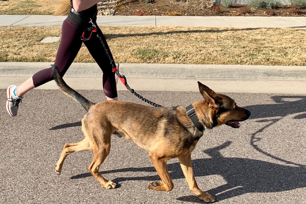 How to Run with Your Dog During a Pandemic