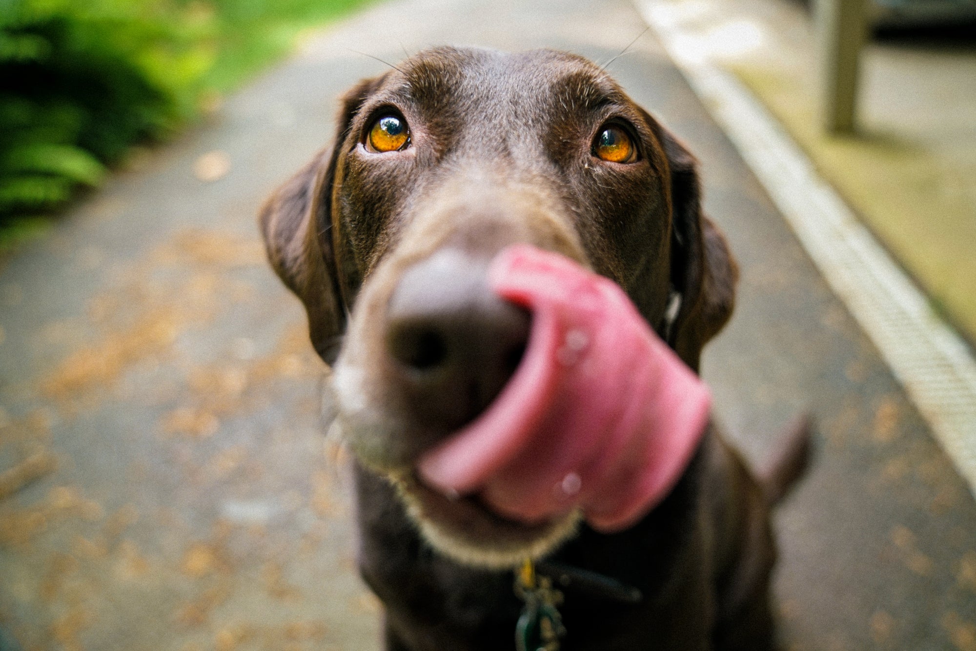 Health Benefits of Running with Your Dog