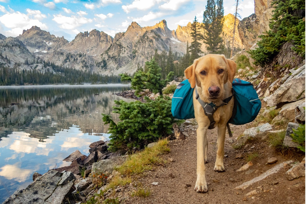 trail-dog-hiking-on-a-mountain