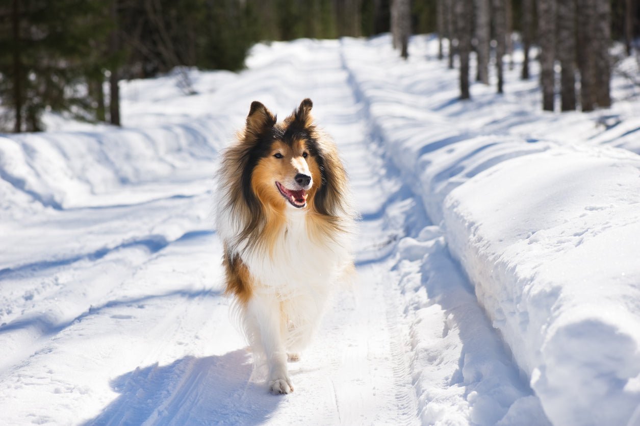 rough-collie-running-in-the-snow