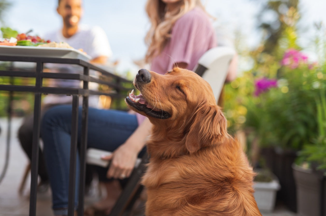 Finding the perfect holiday foods for your dog - A dog outdoors with its owner enjoying a meal.