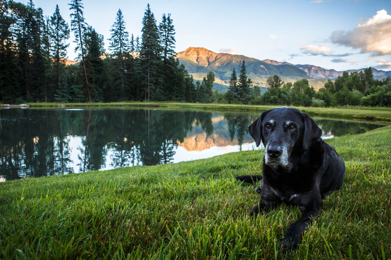 black-labrador-retriever-in-front-of-mountains-aging-dog-concept