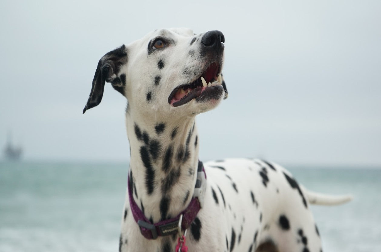 Preventing leash burn for dog owners - Dalmatian in a beach looking up.