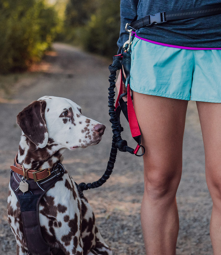 Iron Doggy hands-free dog leash with dog